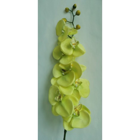 Orchidej zelená, 100 cm