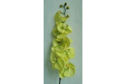 Orchidej zelená, 100 cm