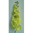 Orchidej zelená, 100 cm
