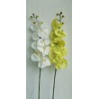 Orchidej zelená, 100 cm