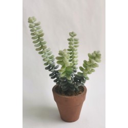 Sukulent v květináči 20 cm