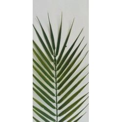 Palmový list 58 cm
