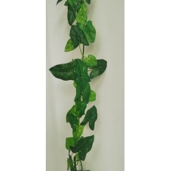 Syngonium girlanda, minilist, 160 cm