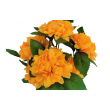 Chryzantéma svazek, 6 barev