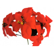 Poinsettie kytička červená