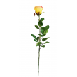 Růže  - YEL - žlutá