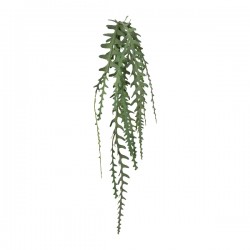 Epipshyllum popínavé, 95 cm