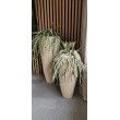Epipshyllum popínavé, 95 cm