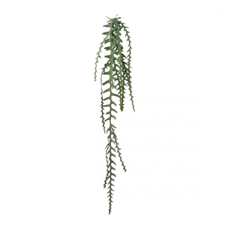 Epipshyllum popínavé, 131 cm