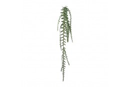 Epipshyllum popínavé, 131 cm