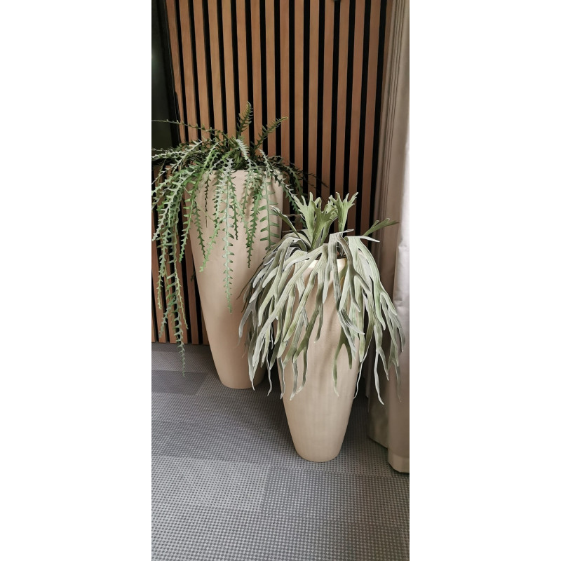 Epipshyllum popínavé, 131 cm
