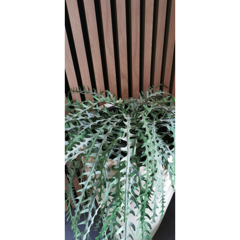Epipshyllum popínavé, 131 cm