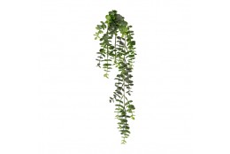 Eukalyptus převis 63 cm