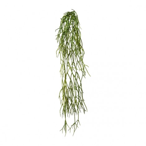 Rhipsalis závěs, 61 cm