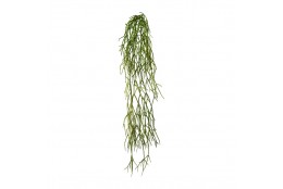 Rhipsalis převis 61 cm