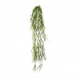 Rhipsalis závěs, 61 cm