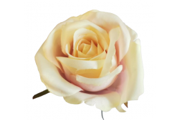 Růže krémovo-růžová vazbová 7*8 cm