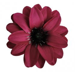 Jiřina Dahlia vínovo-fialová vazbová Ø 12 cm