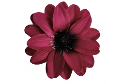 Jiřina Dahlia vínovo-fialová vazbová Ø 12 cm