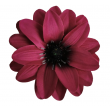 Dahlia