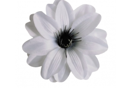 Jiřina Dahlia bílá vazbová Ø 12 cm