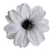 Dahlia