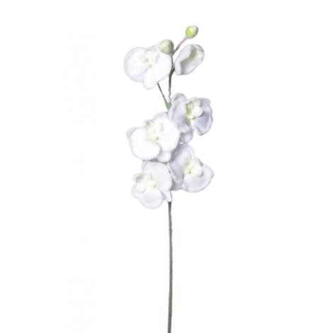 Orchidej zasněžená