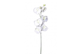 Orchidej zasněžená bílá 82 cm