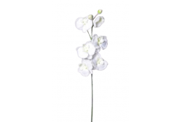 Orchidej zasněžená