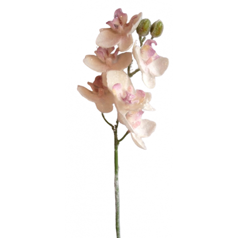 Orchidej