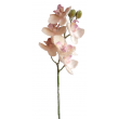 Orchidej