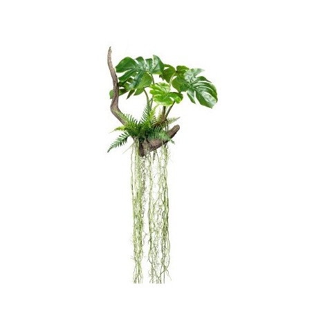 Splitphilodendron závěsný s kořeny