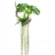 Splitphilodendron závěsný s kořeny