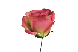 Růže beauty velká vazbová 8*9 cm
