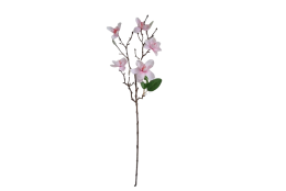 Magnolie větvička x5