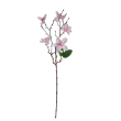 Magnolie větvička x5