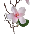 Magnolie větvička x5