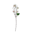 Magnolie větvička x5