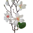 Magnolie větvička x5
