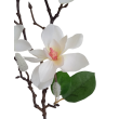Magnolie větvička x5
