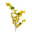 Forsythia, Zlatý déšť