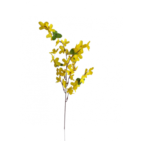 Forsythia, Zlatý déšť