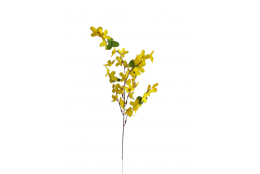 Zlatý déšť Forsythia 52 cm