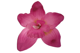 Orchidej vínová vazbová Ø 14 cm