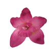 Orchidej