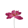 Orchidej