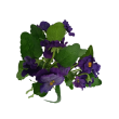Maceška purple