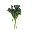 Maceška purple