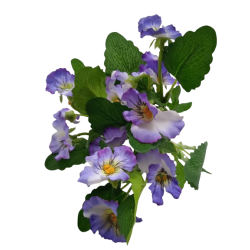 Maceška modrá 37 cm