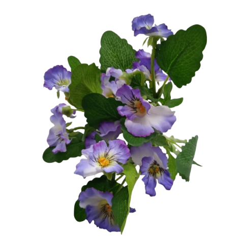 Maceška modrá